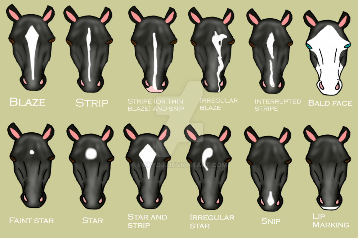 Владимирский тяжеловоз кохейлан