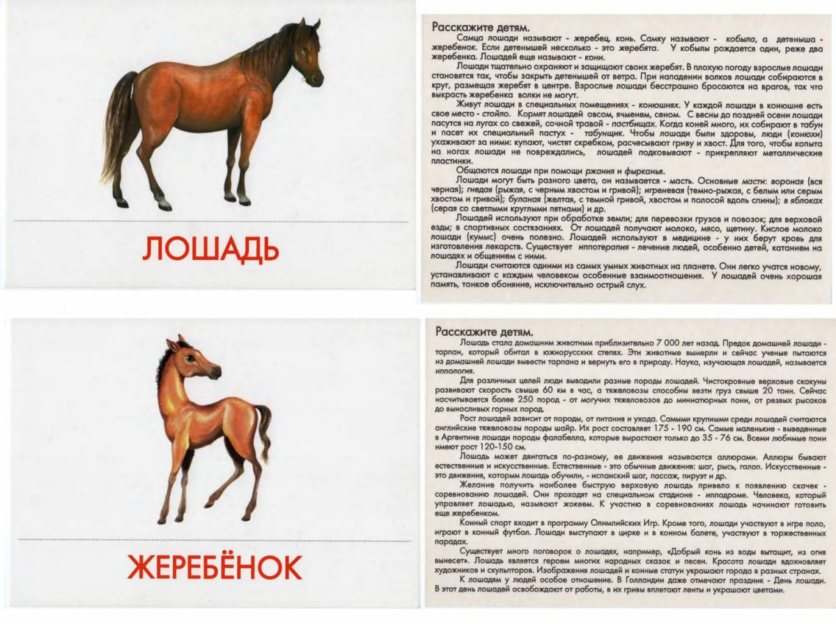 Масти жеребят