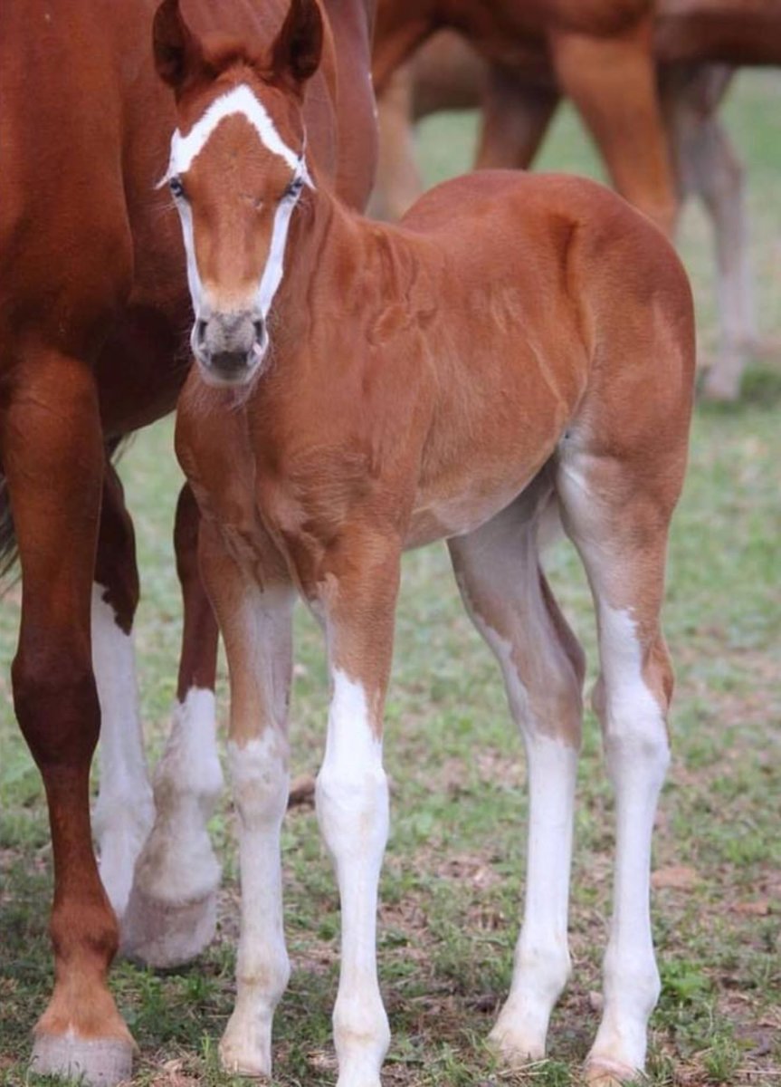Пегая лошадь зимой