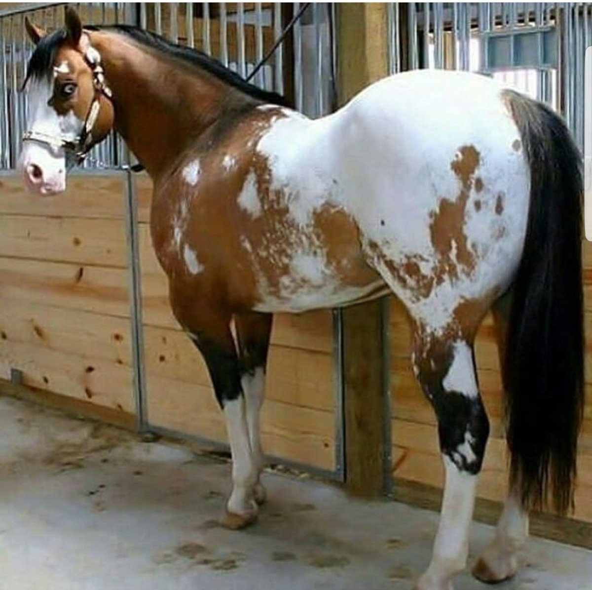 Постав конечностей лошади сбоку