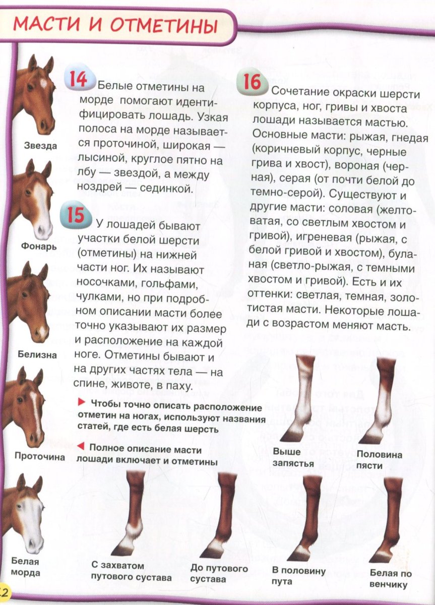 Отметины у лошадей