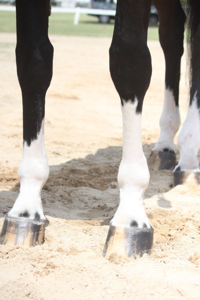 Копыта разных животных