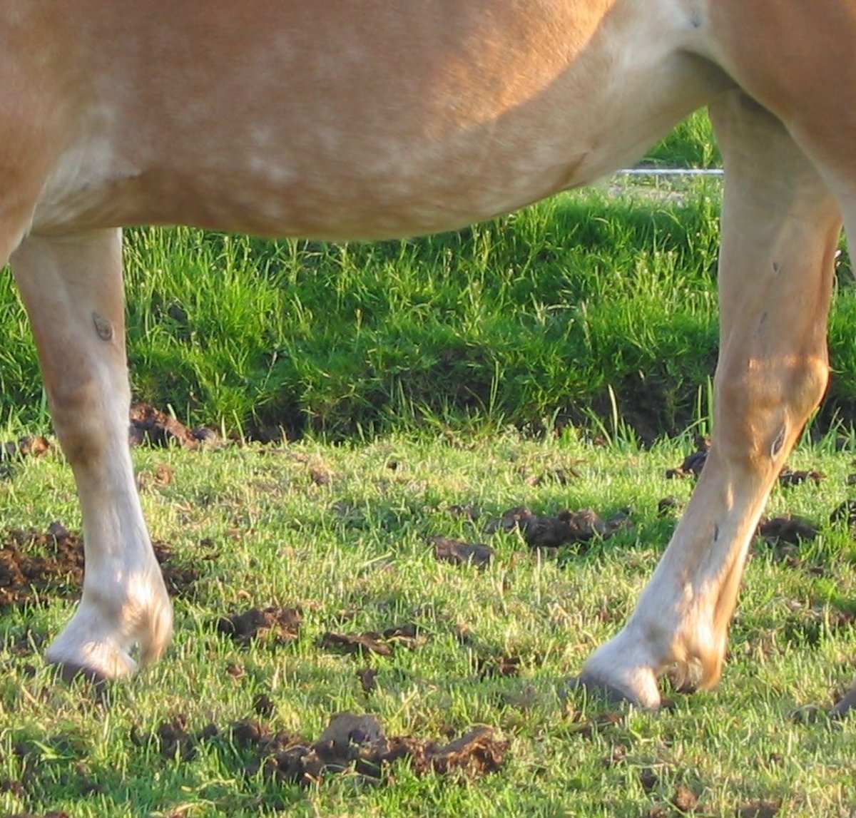 Генетика лошадей