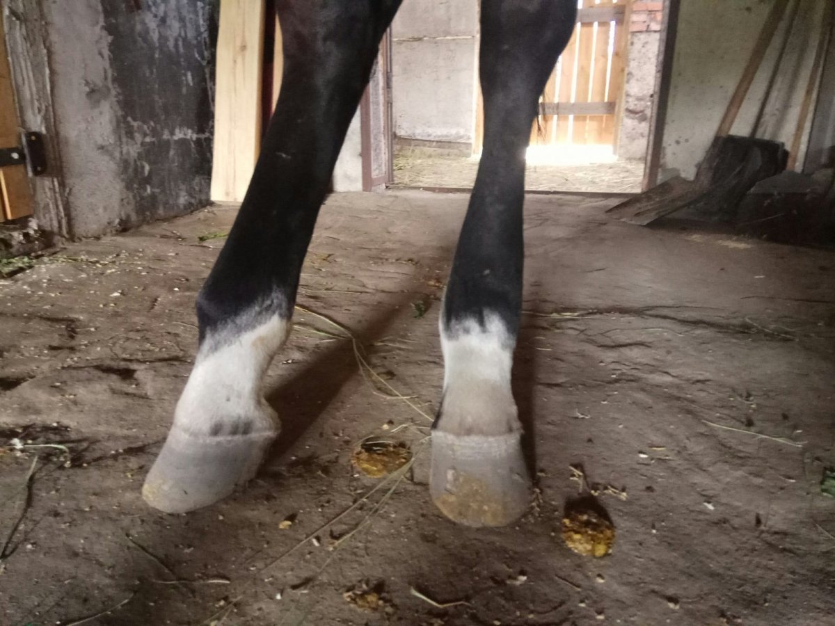 Подласая масть лошади