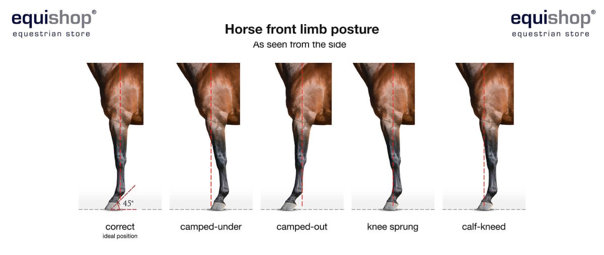 Лошадь чешут