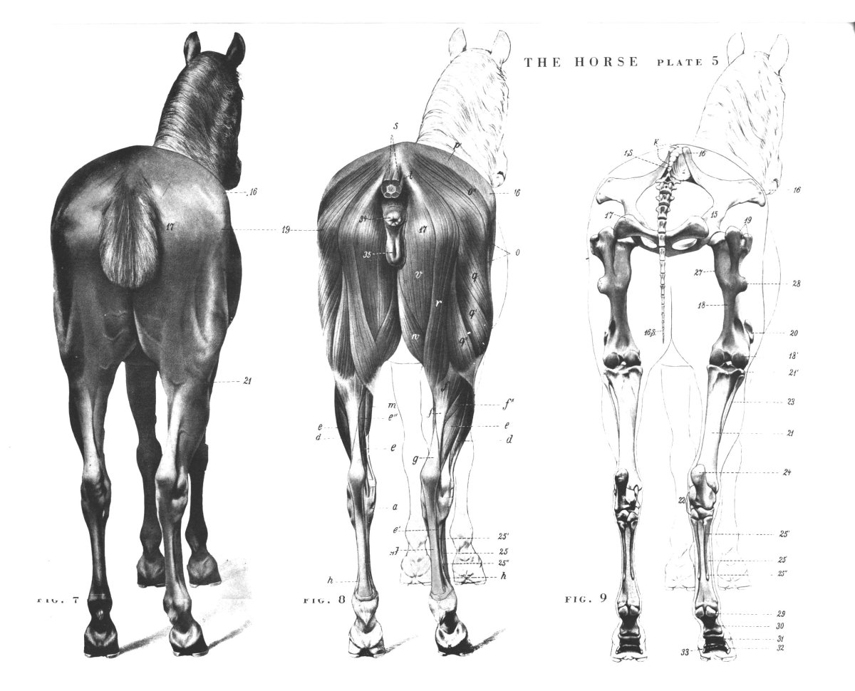 Отросток на ноге лошади