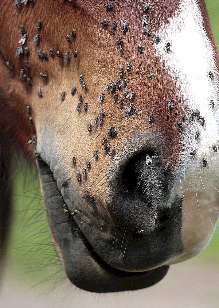 Наследование масти у лошадей
