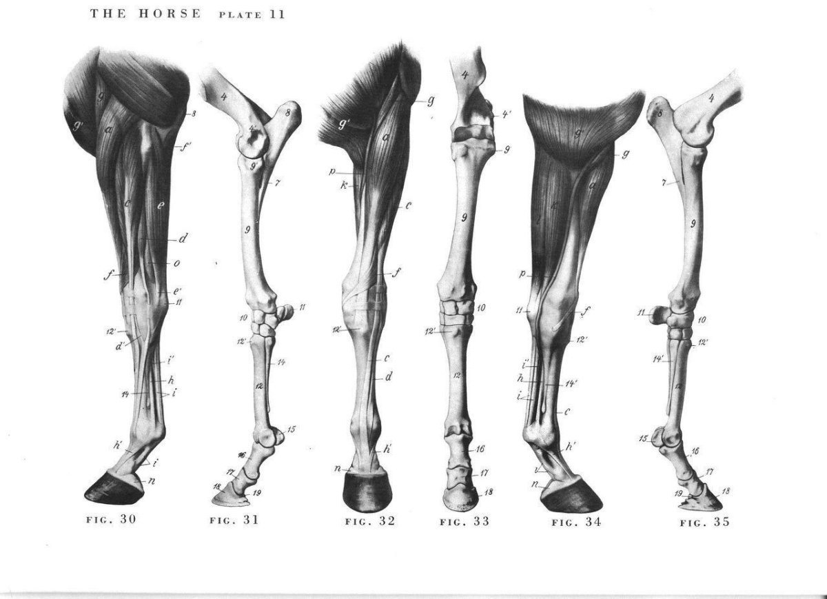 Отметин конечностей у лошади