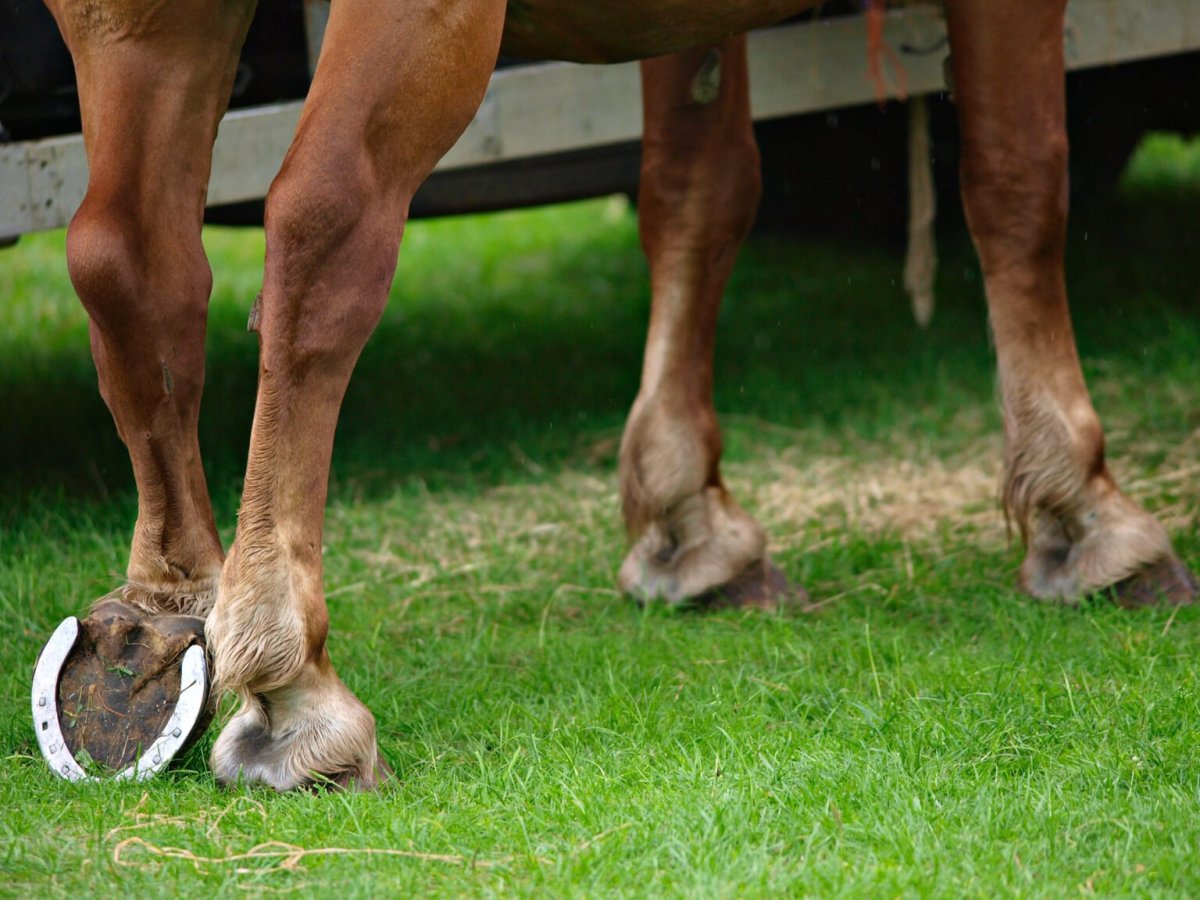 Женщина с ногами лошади