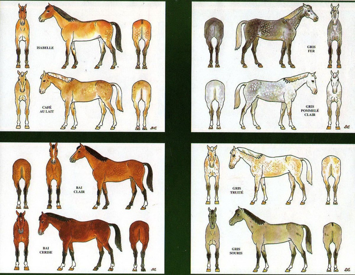 Породы лошадей,масть и отметины