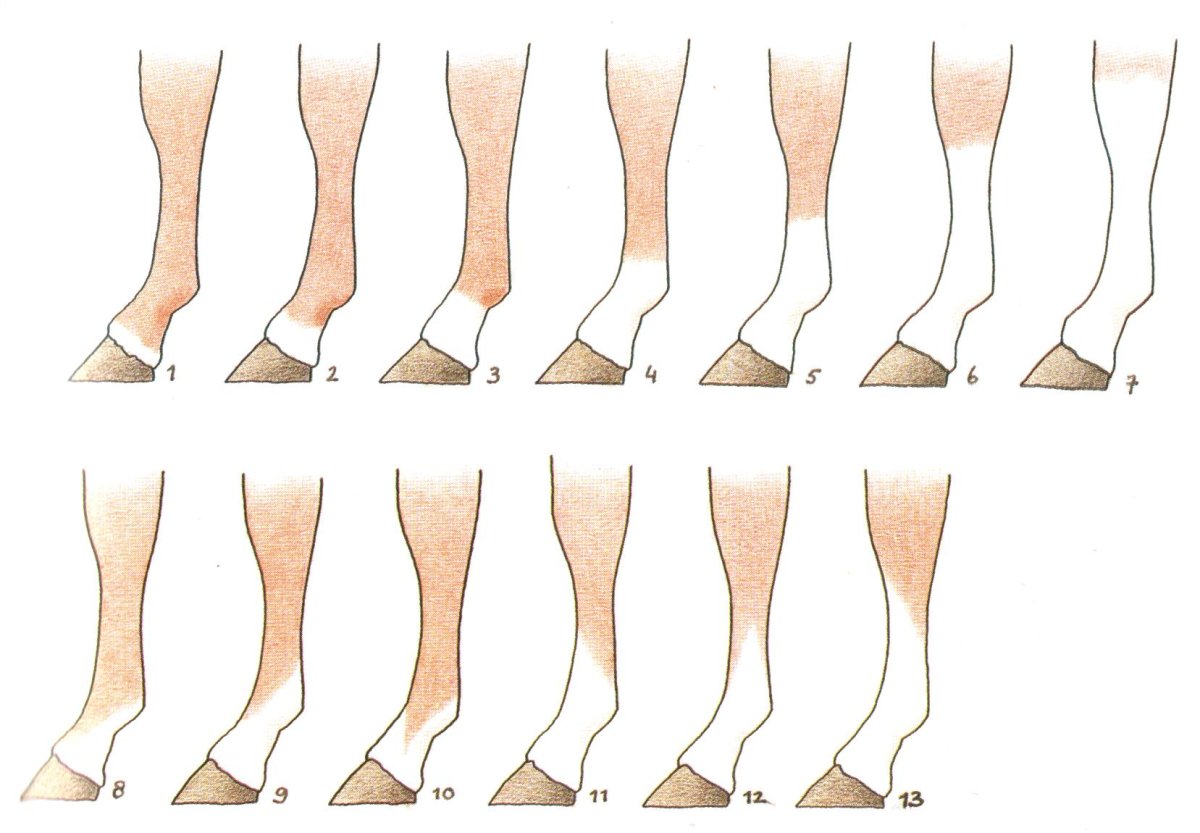 Отметины у лошадей на ногах с названиями