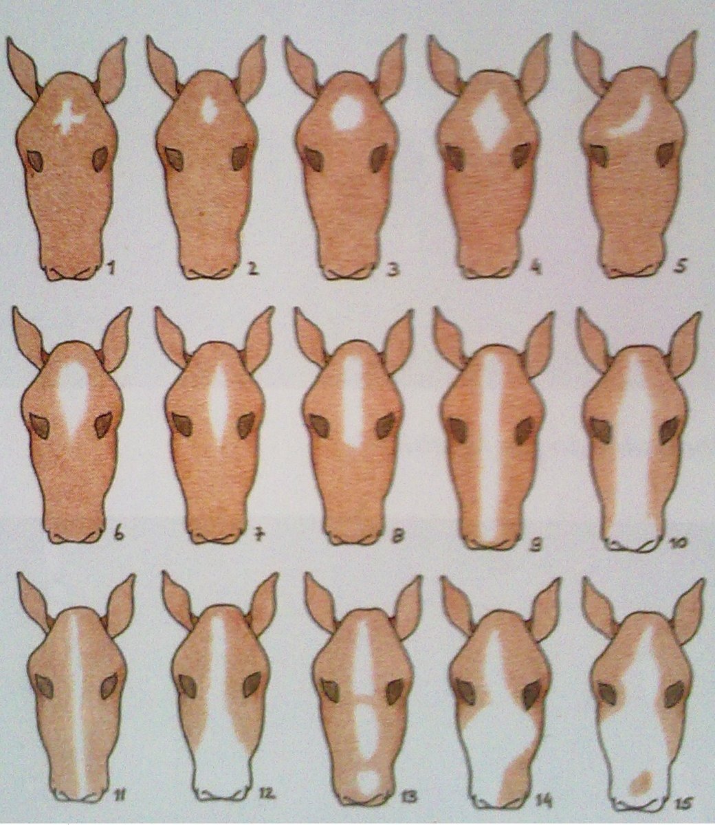 Неухоженные копыта лошади