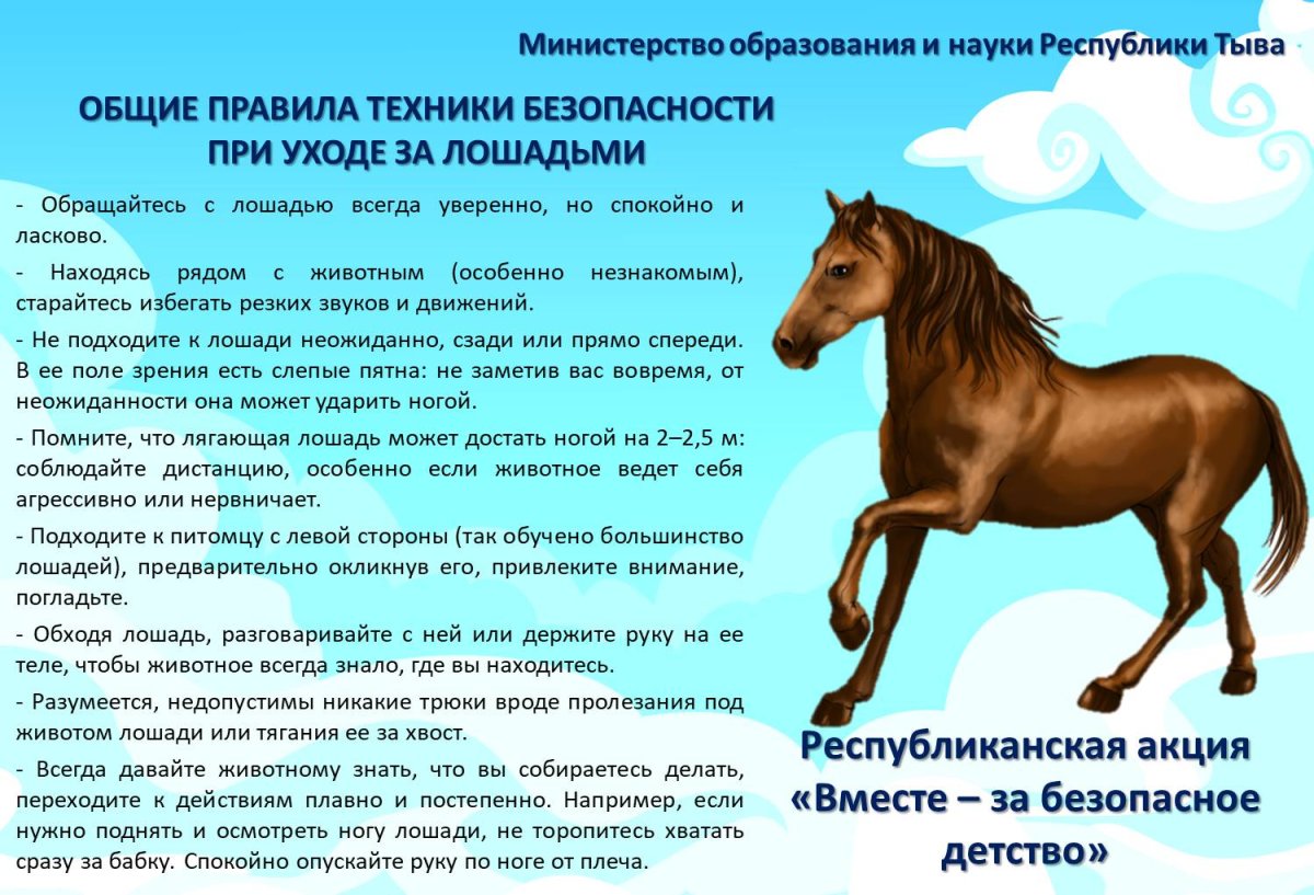 Формирование скелета лошади