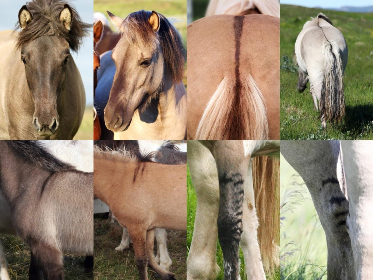 Скакательный сустав у лошади анатомия