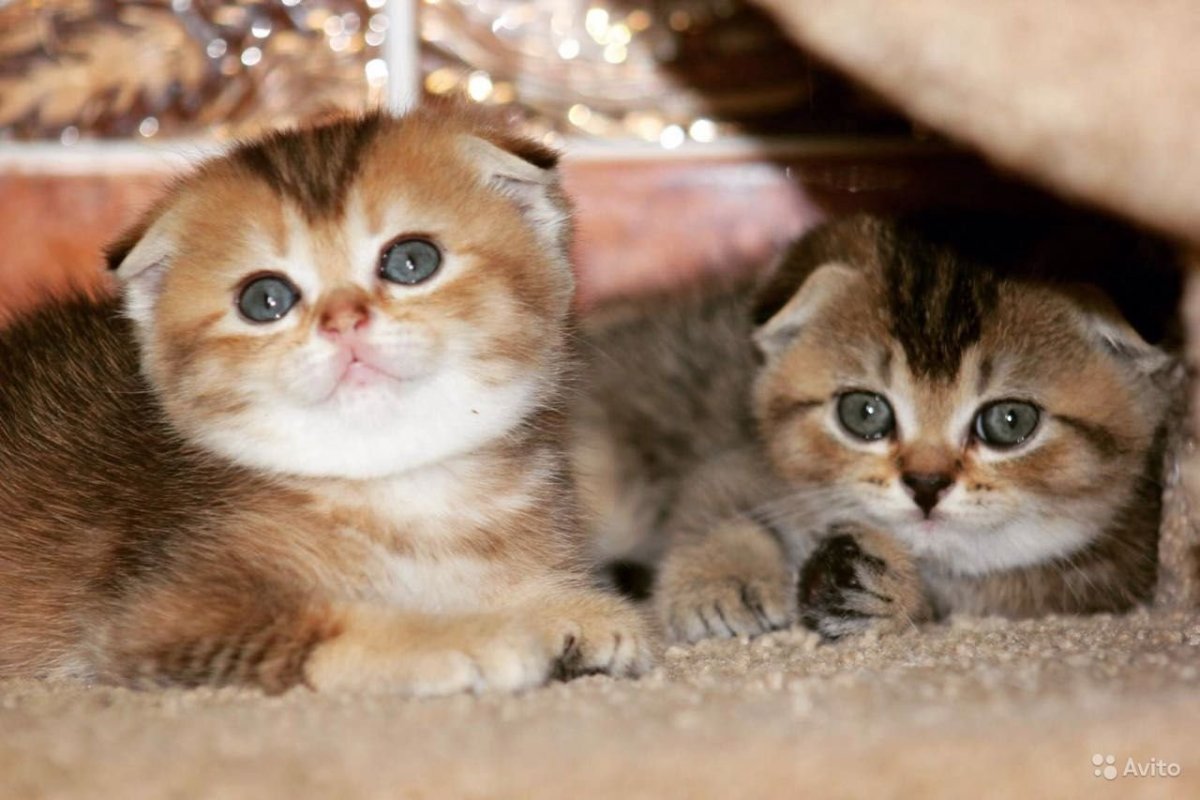 Коты британские шиншиллы