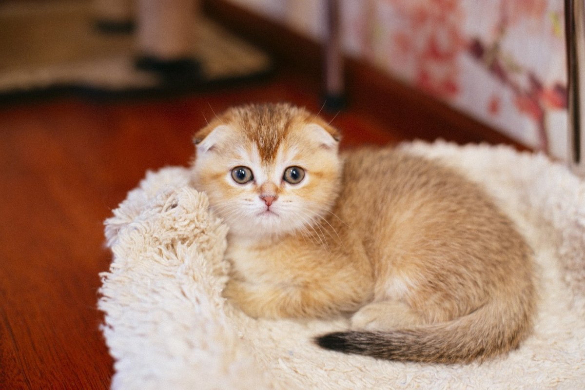 Британская Золотая шиншилла