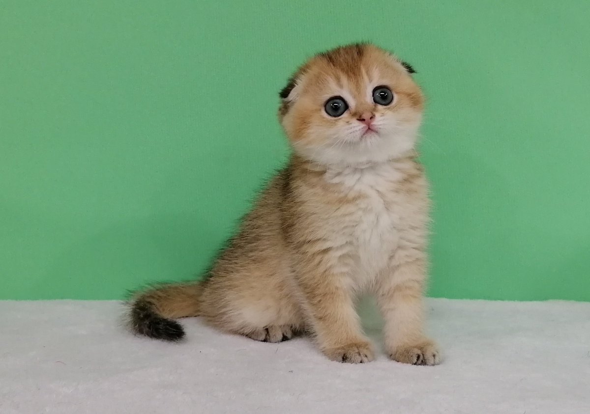 Золотая шиншилла вислоухая