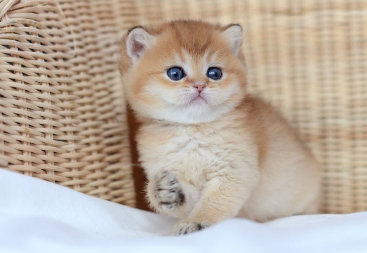 Золотая шиншилла тикированная NY 11