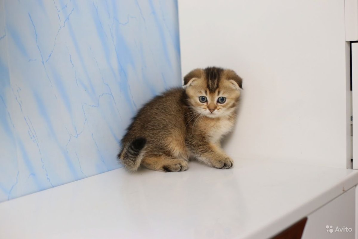 Шотландская Золотая шиншилла