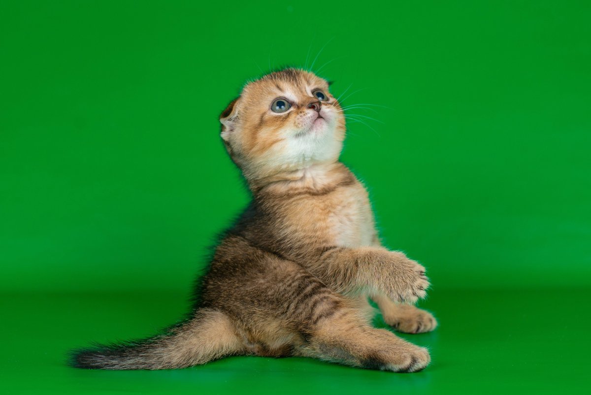 Шотландская вислоухая Золотая шиншилла