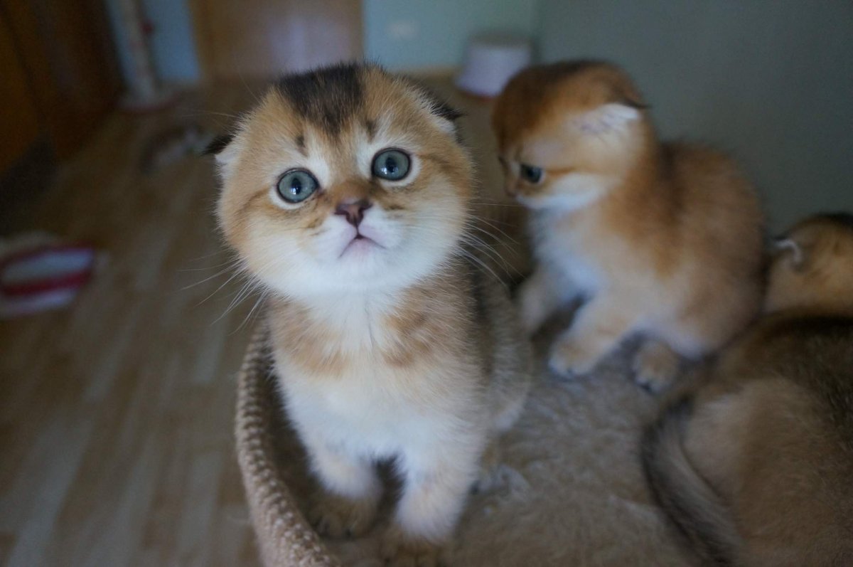 Черная Золотая шиншилла британец