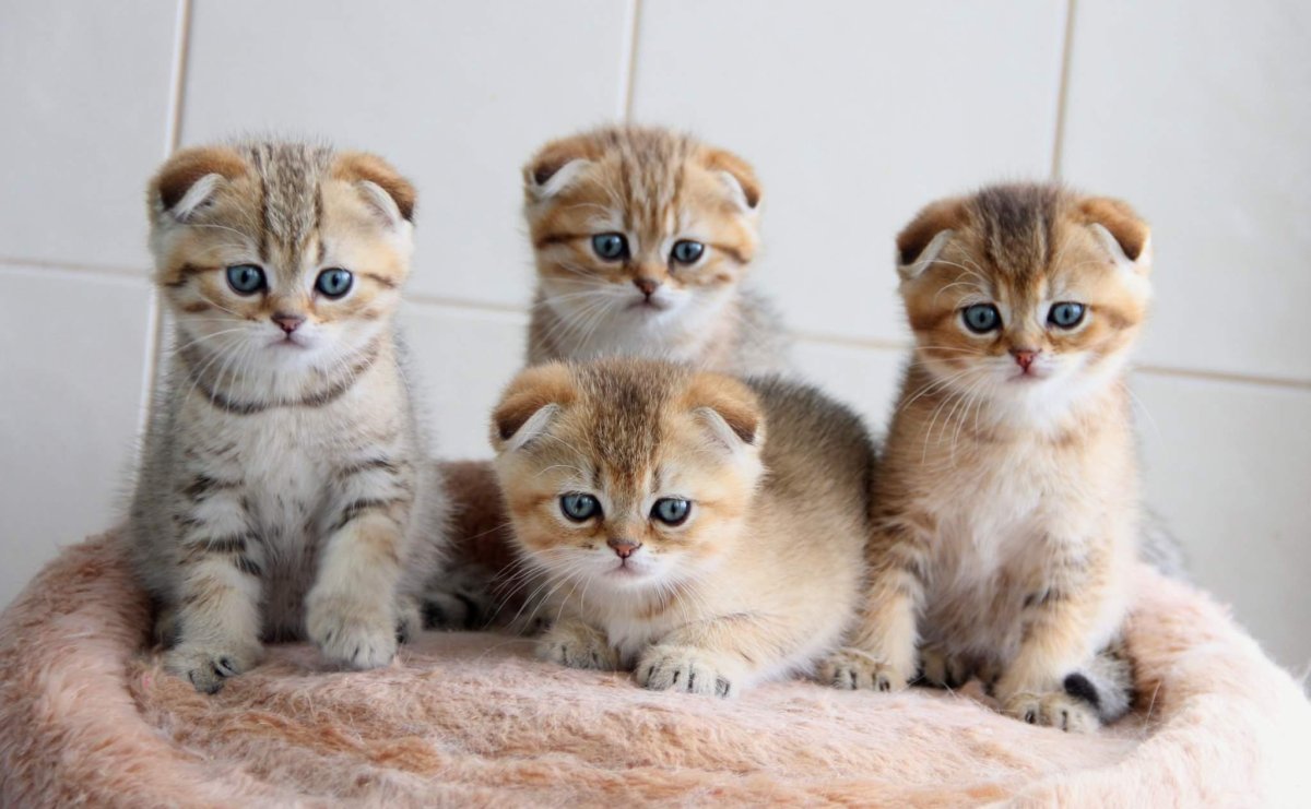 Британская Золотая шиншилла