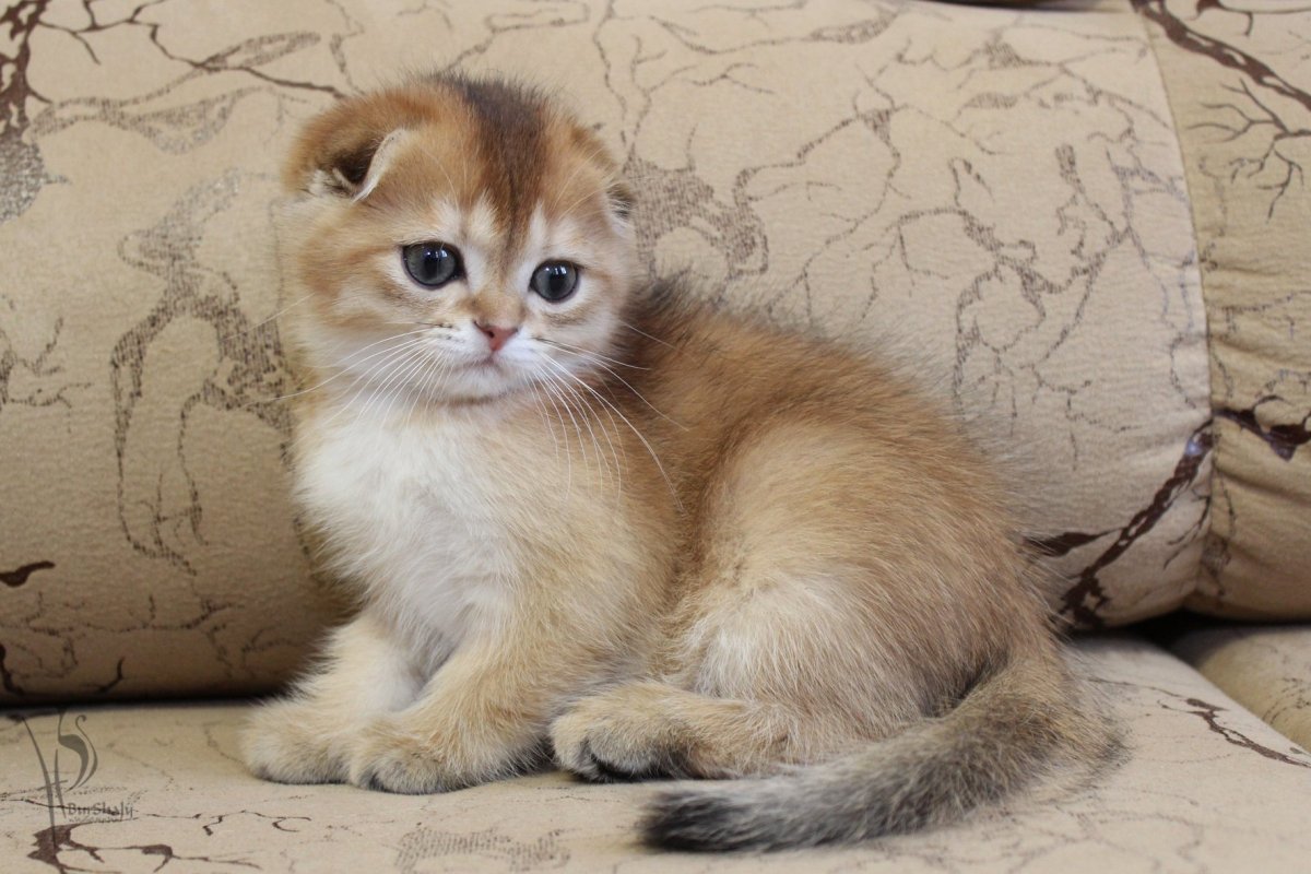 Шотландская кошка Золотая шиншилла