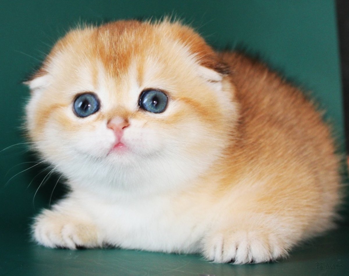 Золотая шиншилла кошка вислоухая