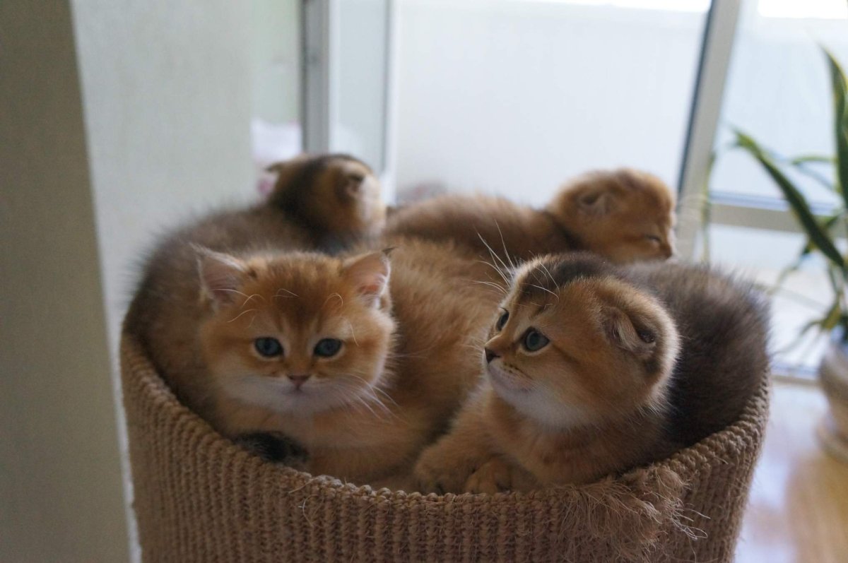 Шотландская вислоухая Золотая шиншилла