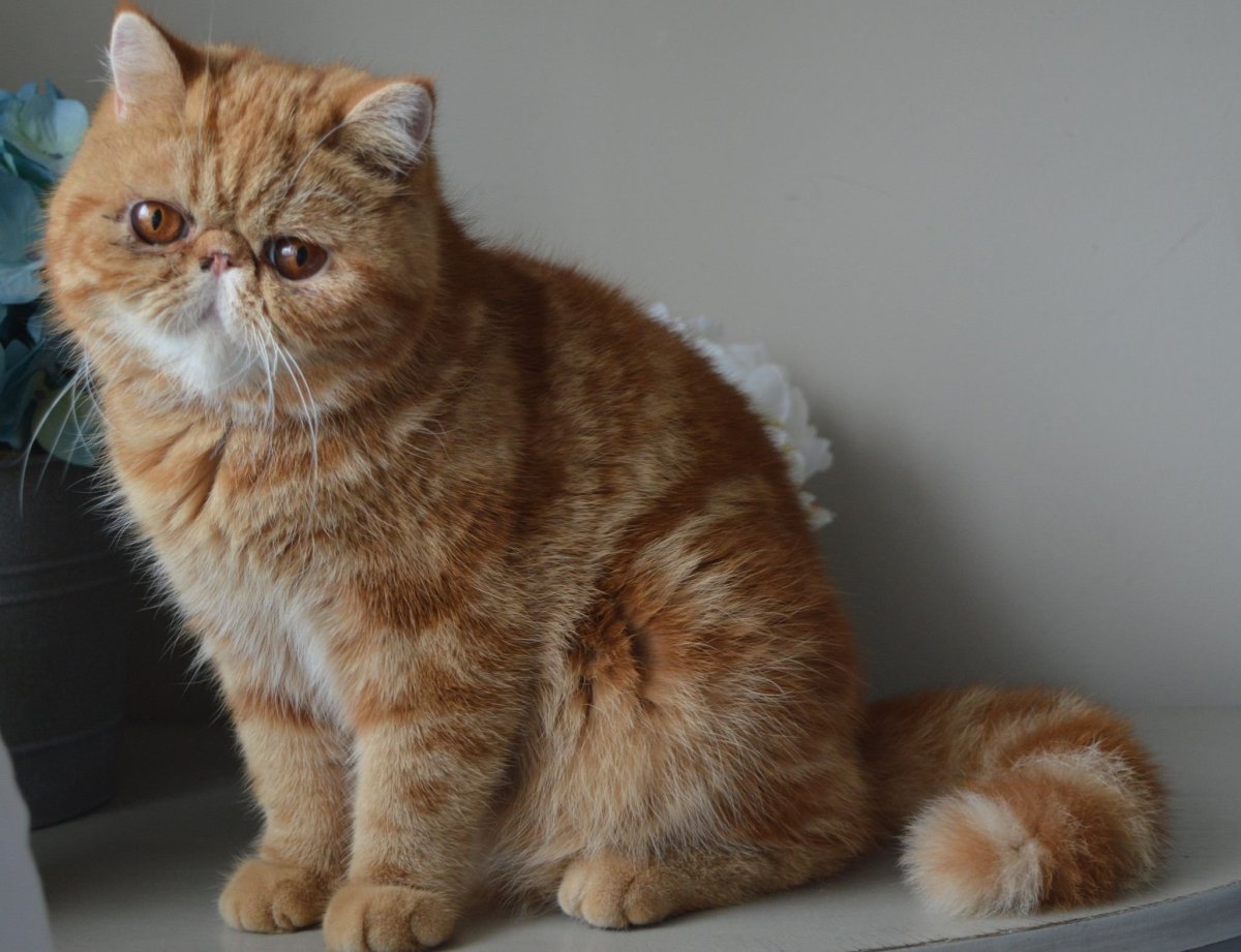 Сибирский экзот