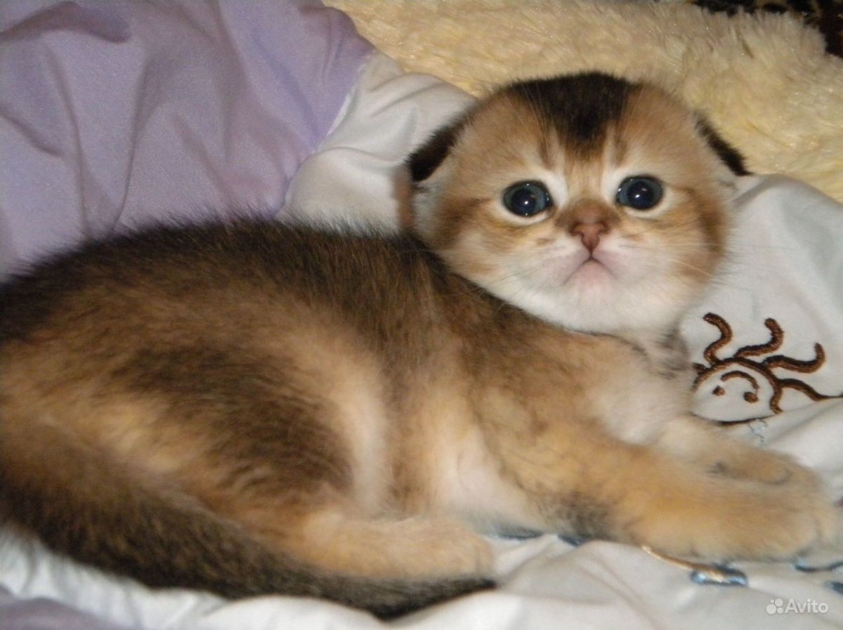 Золотая шиншилла котята