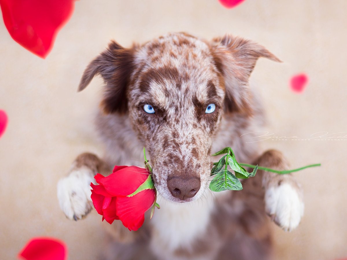 Собака улыбака Джек Рассел