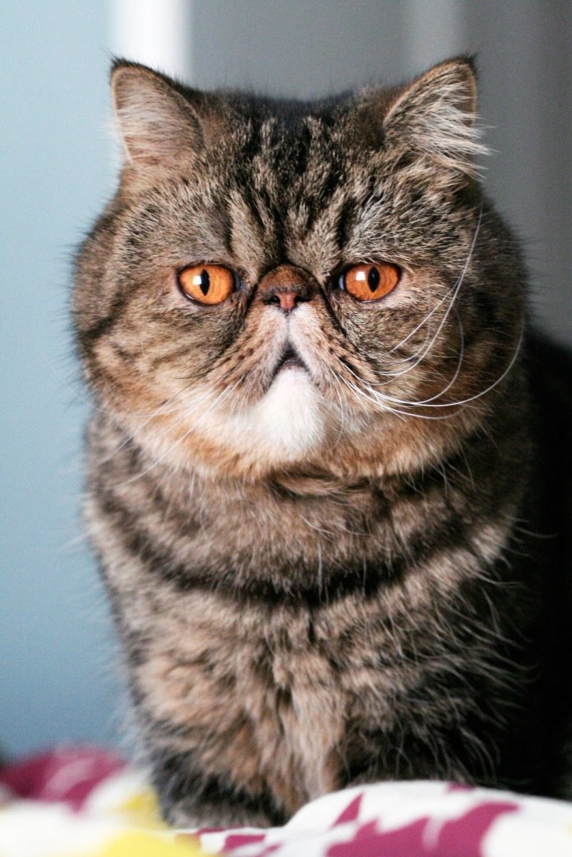 Экзот кошка