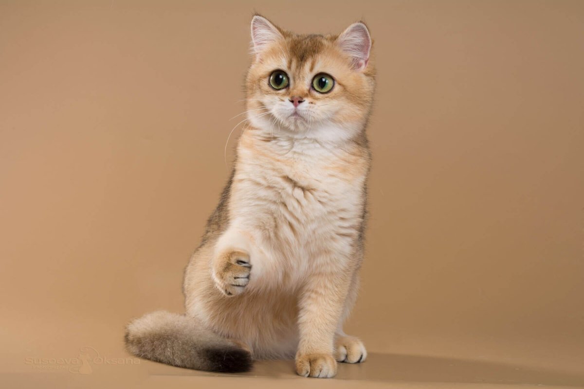 Скоттиш фолд шиншилла