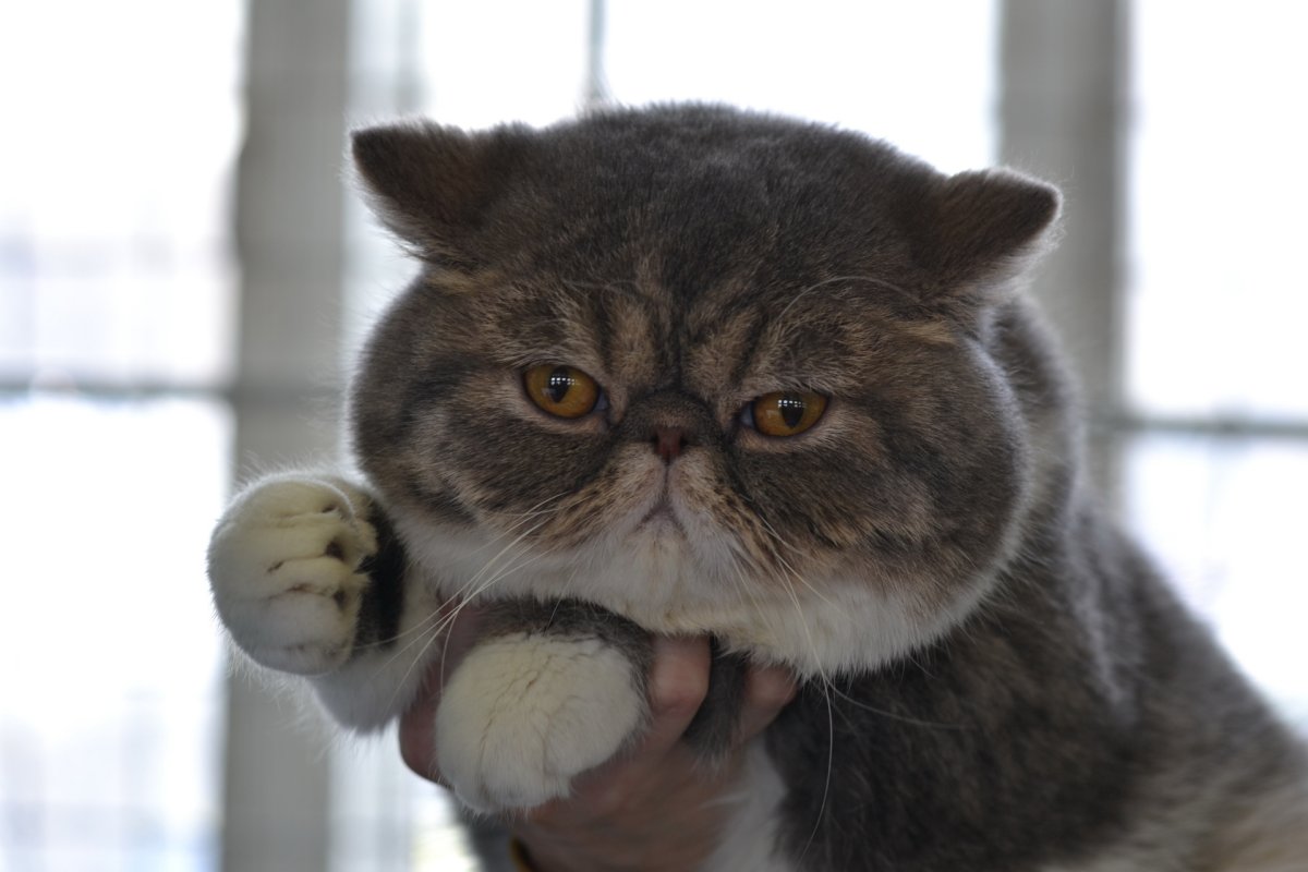 Кот экзот серый