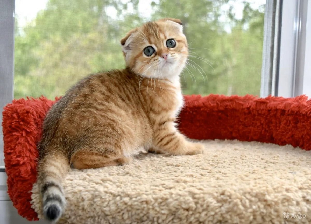 Золотая тикированная шиншилла ny25