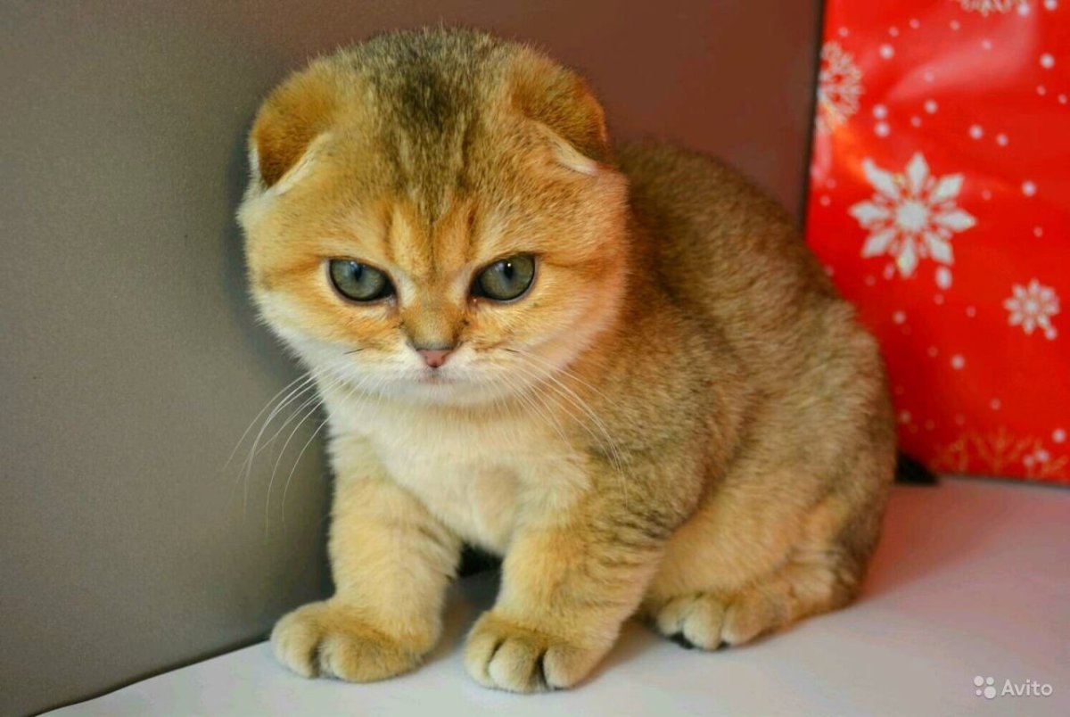 Скоттиш фолд Золотая шиншилла