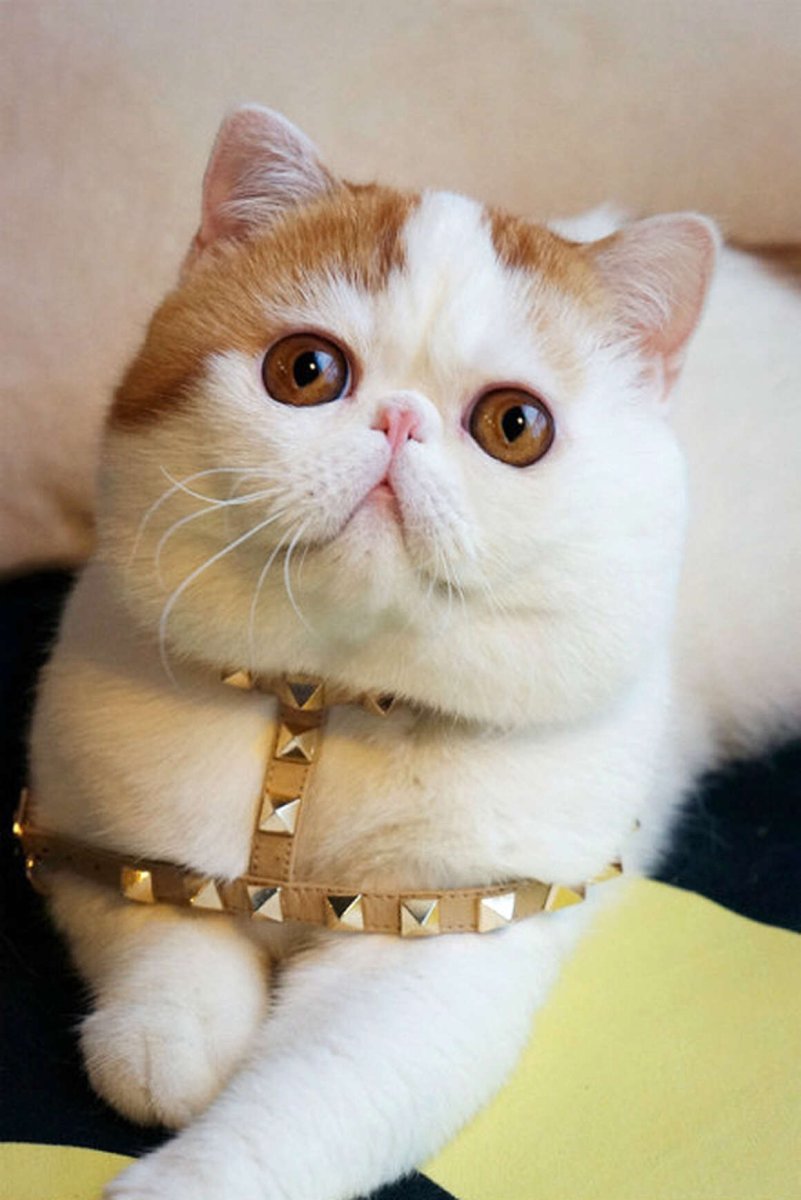 Экзот Снупи