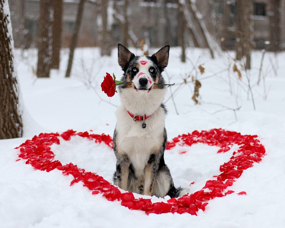 Сердечко на снегу