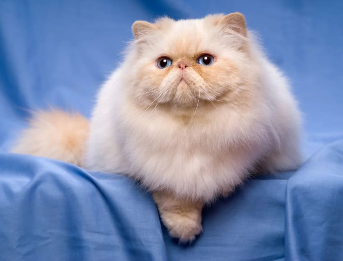 Персидский кот с плоской мордой