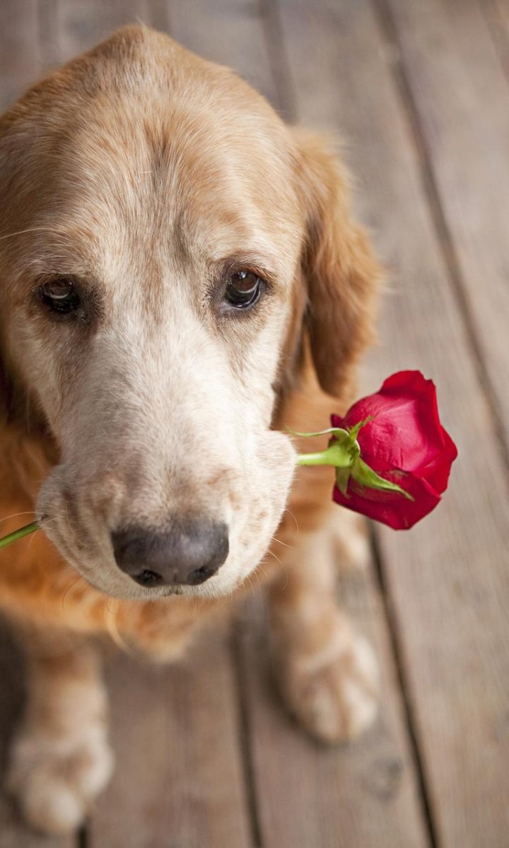 Собака с цветком в зубах