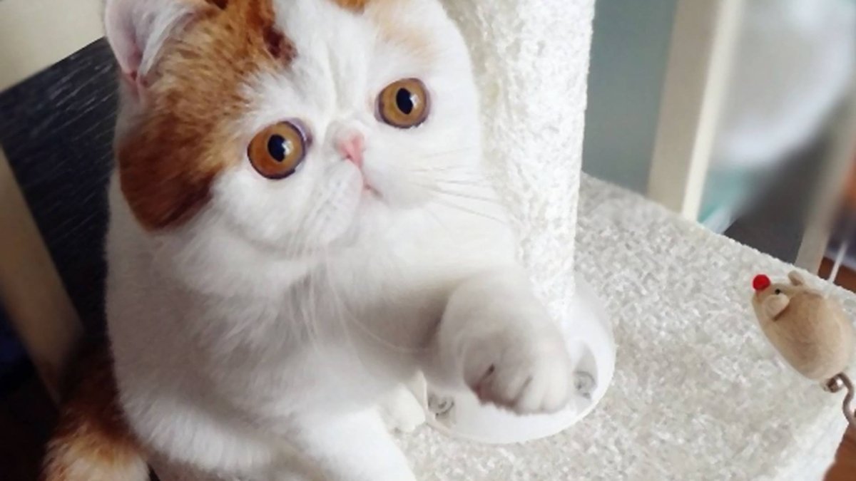 Экзотическая кошка Снупи