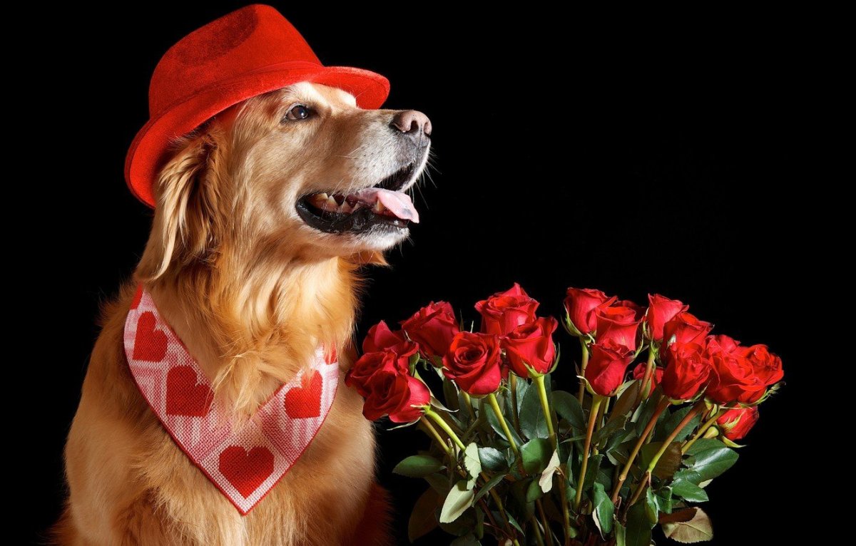 Собака с цветком в зубах