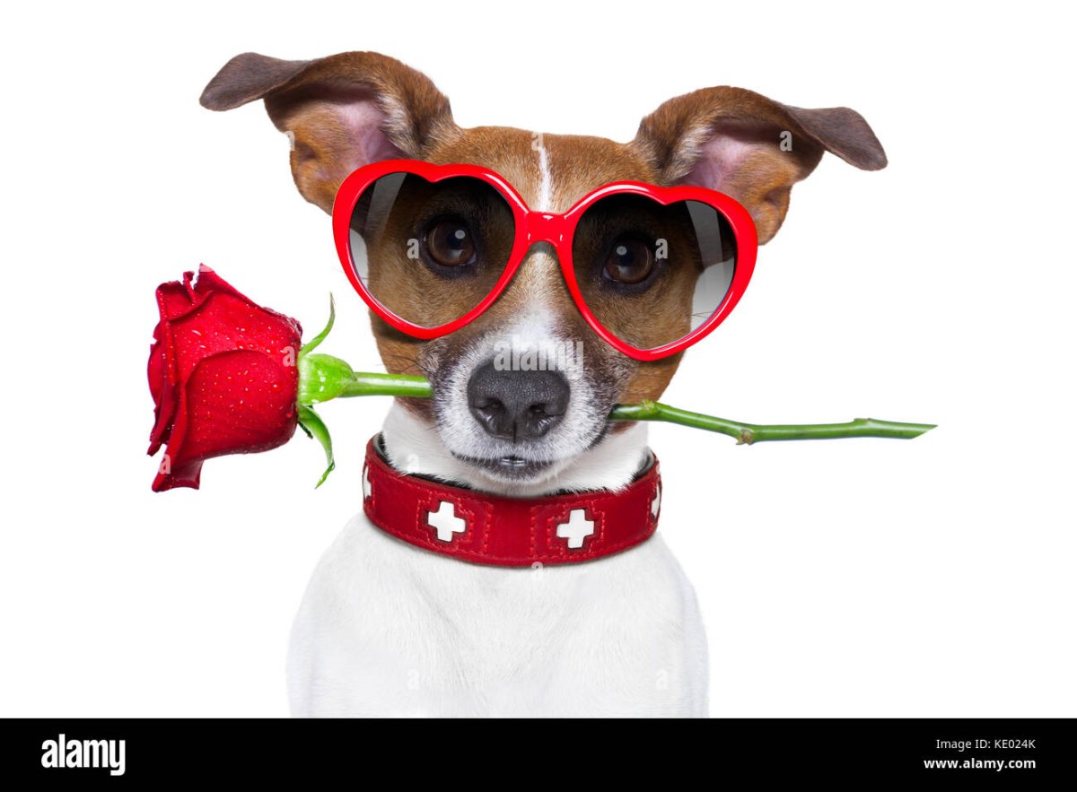 Собака с розой во рту