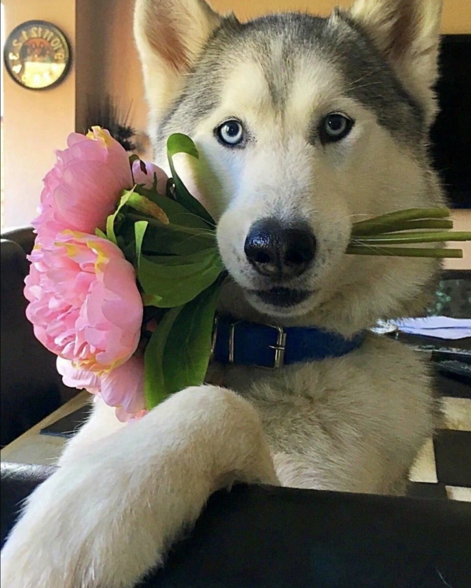 Собака с цветком в зубах