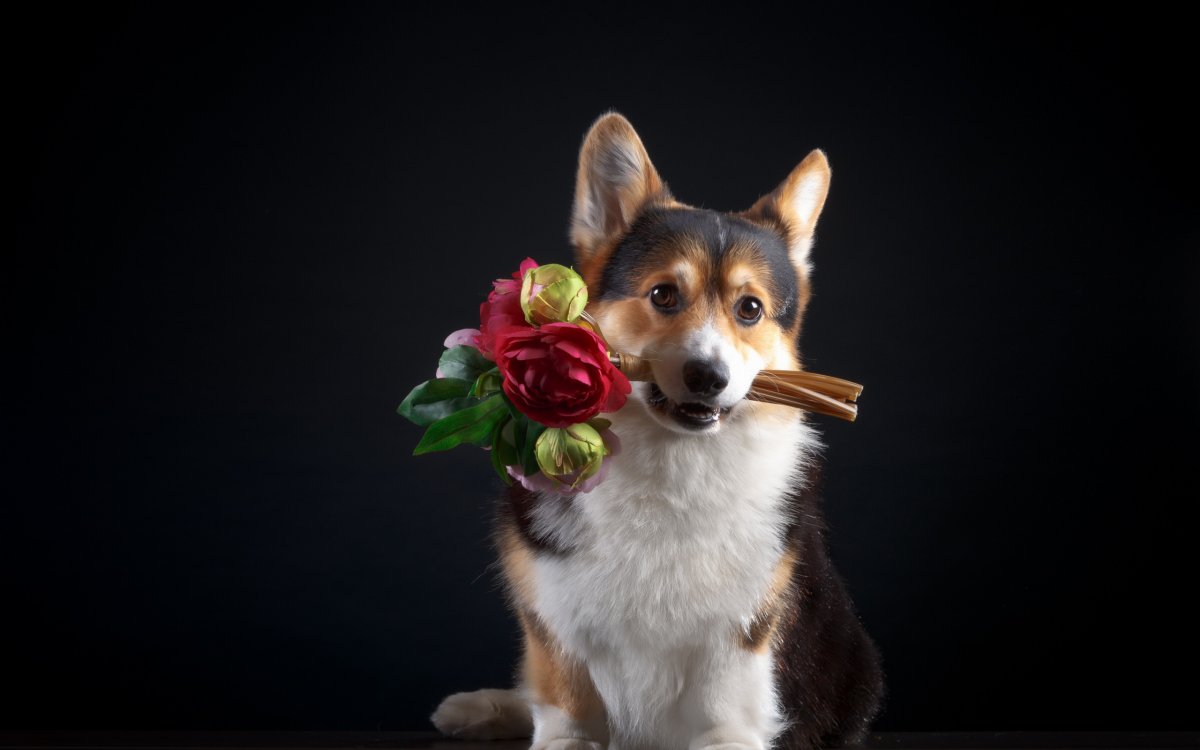 Щенок с розой в зубах