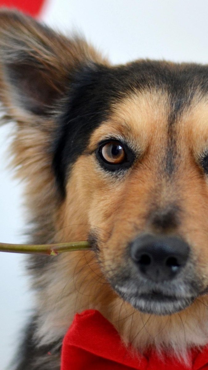 Собака с розой в зубах Мем