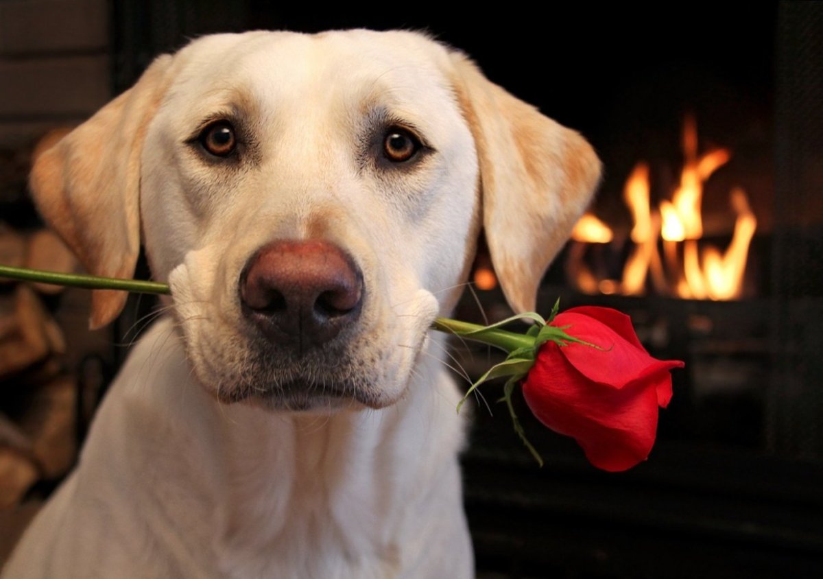 Собака с цветком в зубах