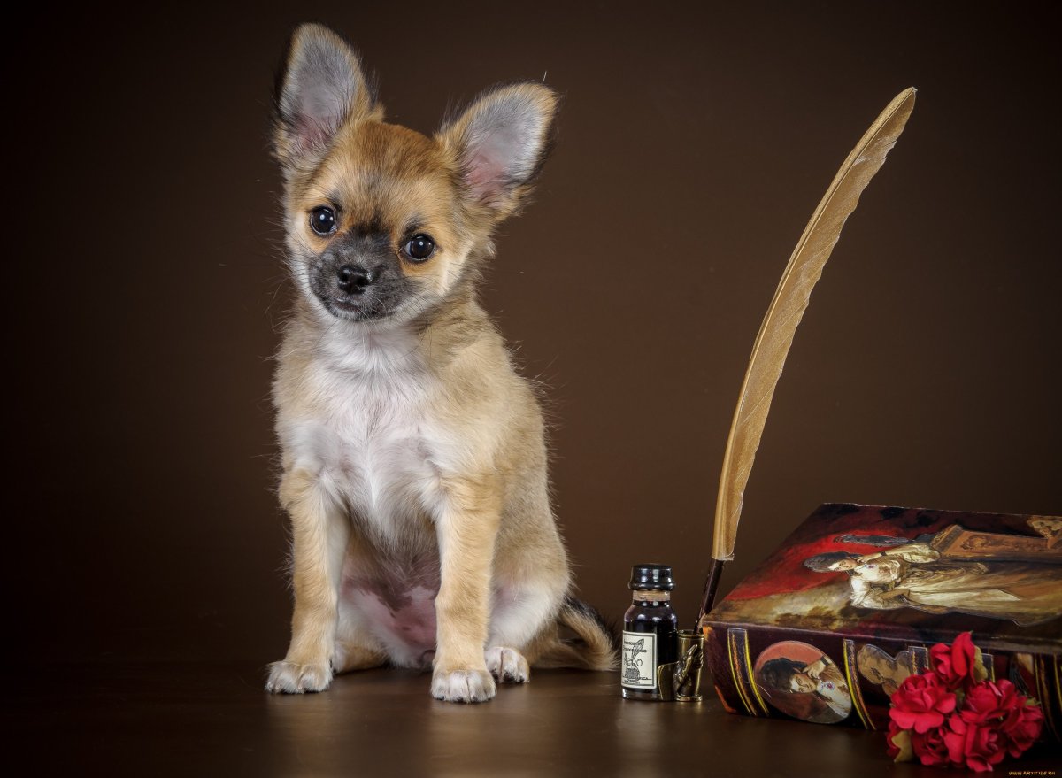 Мексиканский чихуахуа гладкошерстный