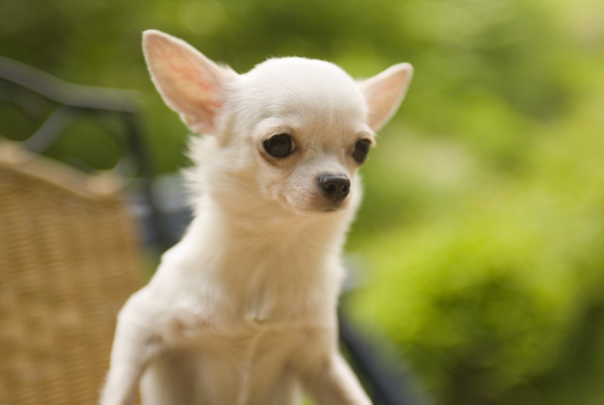 Чихуахуа ушастая